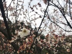 -香雪海