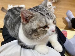 -1013 PET SHOP精品宠物商店(丁香店)