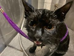 -PETKIT 小佩宠物·低压洗护·美容·寄养(安远店)