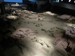 -自贡恐龙博物馆