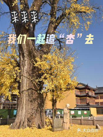 【旅途点滴】我们都是“追杏族”