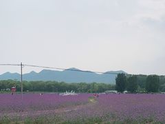 -北京东方普罗旺斯薰衣草庄园