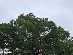 -金砂公园