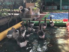 -白洋淀景区