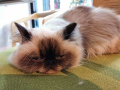 -猫咪咖啡·猫咖(万达广场店)