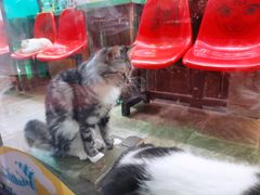 -猫咪博物馆(顶澳仔猫街店)