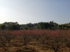 -南国桃园旅游度假区