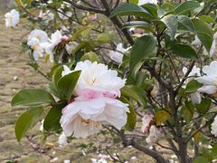 -艺师傅盲人按摩(江浦大润发店)