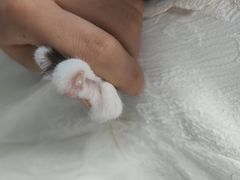 -佳雯宠物医院·皮肤科·内外科(春晓路分院)