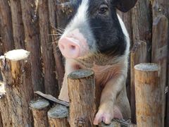 -泉州海丝野生动物世界