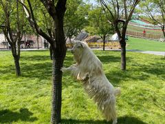 -北京鹿世界主题园