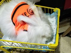 -猫色咖啡·猫咖