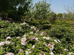 -洛阳市隋唐城遗址植物园