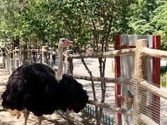 -青藏高原野生动物园