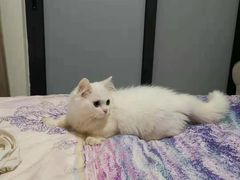 -山宅一喵德文卷毛猫舍