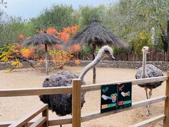 -北京野生动物园