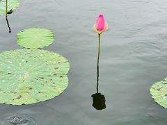 -素心小筑(后沙裕镇店)