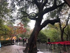 -灵隐飞来峰景区