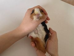 -北京观赏动物医院·24小时大型综合·猫专科·异宠专科