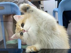 -pd派德宠物中心医院24H急重症·眼科中心·血液透析中心(嵩山北路店)