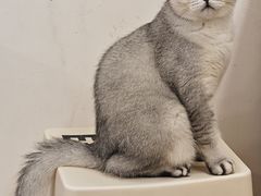 -有喵·猫咖·狗咖·40+猫狗有小奶狗(岗厦店)