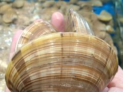 鸟文贝-青石桥市场北1-27号