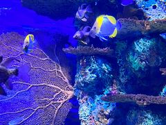 -上海海洋水族馆