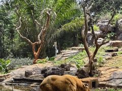 -海南热带野生动植物园
