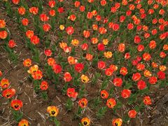 -廊坊文化艺术中心