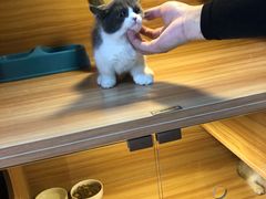 -猫十亿·布偶金渐层·曼基康矮脚猫舍(青年路店)