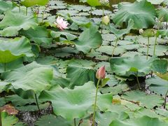 -泰州凤城河风景区-泰山公园