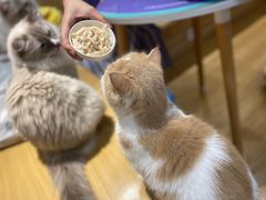 -滚猫咖啡·猫咖·猫友好撸猫(未来城店)