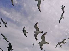 -海驴岛(荣成市)