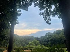 -野蔓果·山野菜(西湖景区·龙井茶田店)