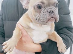 -1013 PET SHOP 宠物商店(近铁城市广场店)