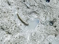 -北海金海湾红树林生态旅游区