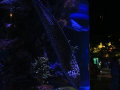 -暹罗海洋世界
