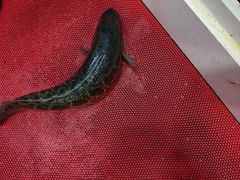 -活鱼馆(宜兴埠店)