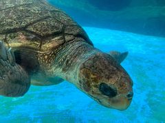 -海合安成都极地海洋公园