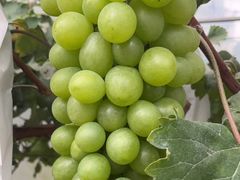 -马陆小张葡萄园农家乐