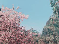 -西安青龙寺遗址景区