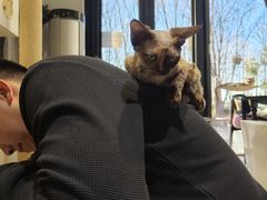 -琪喵猫屋·撸猫猫咖·猫舍