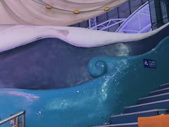 -烟台海昌鲸鲨海洋公园