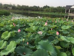 -映月湖公园