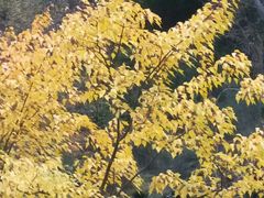 -叠溪松坪沟景区