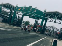 -荷兰花海