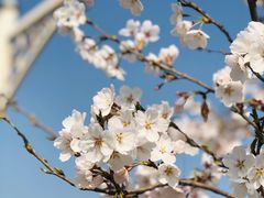 -石家庄市植物园