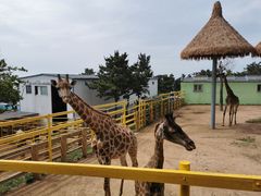 -西霞口神雕山野生动物世界