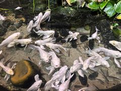 -正佳雨林生态植物园