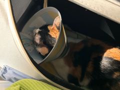 -艾贝尔宠物医院·24H转诊中心·肿瘤猫专科(江宁双龙店)